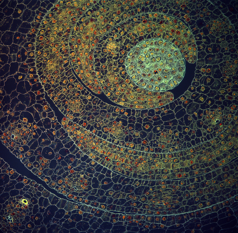 Illustration for article titled 10 Extreme--And Extremely Pretty--Close Ups of Bacteria and Plants